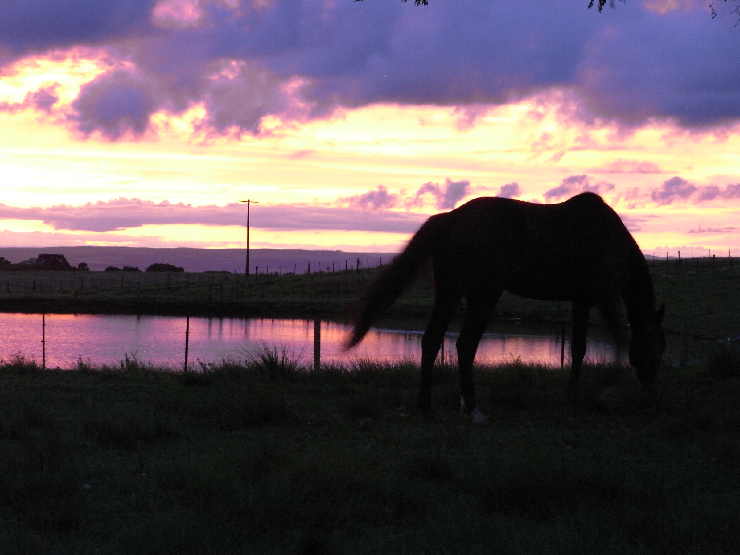 Cavallo e tramonto  Bresil...