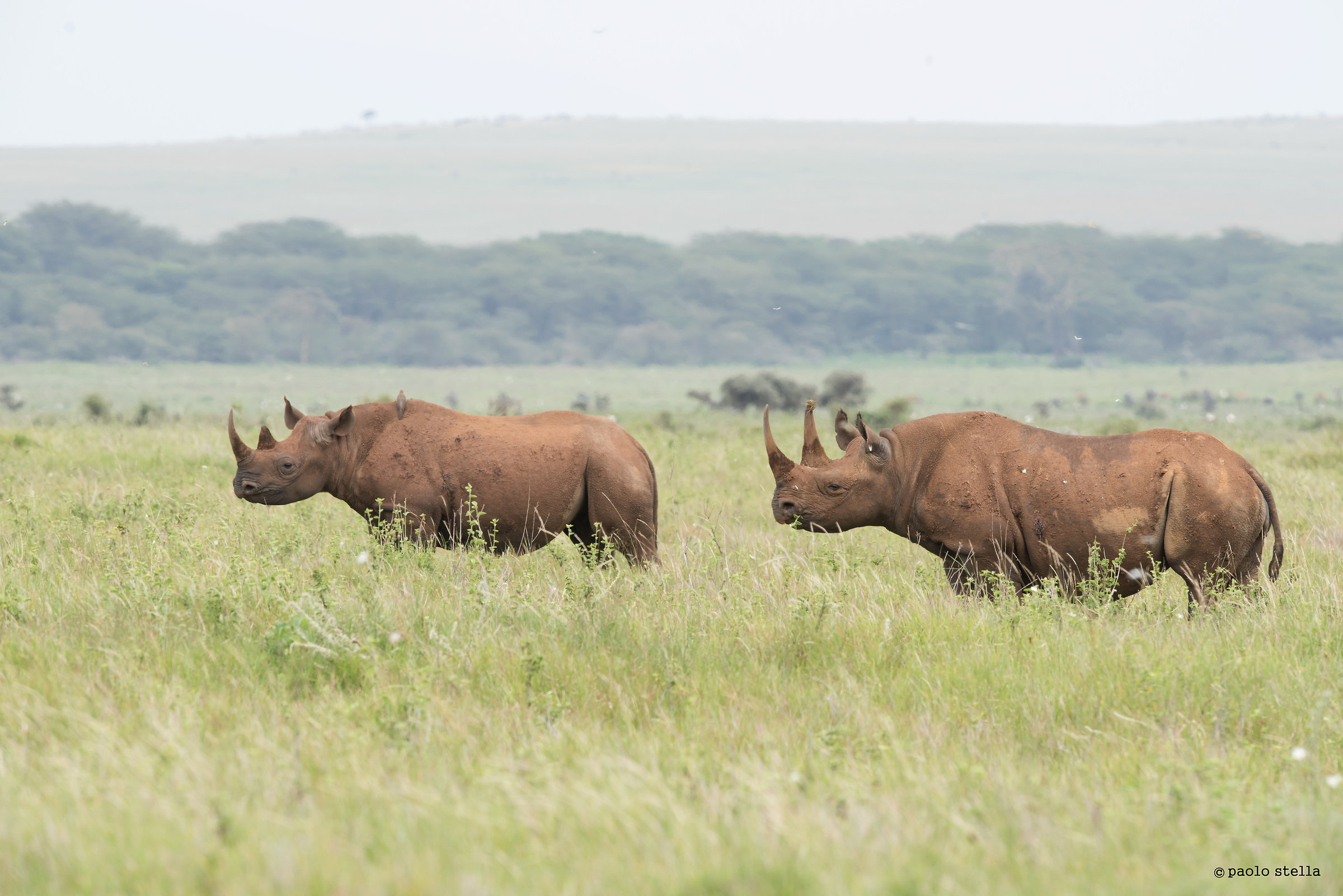 2 males black rhino...