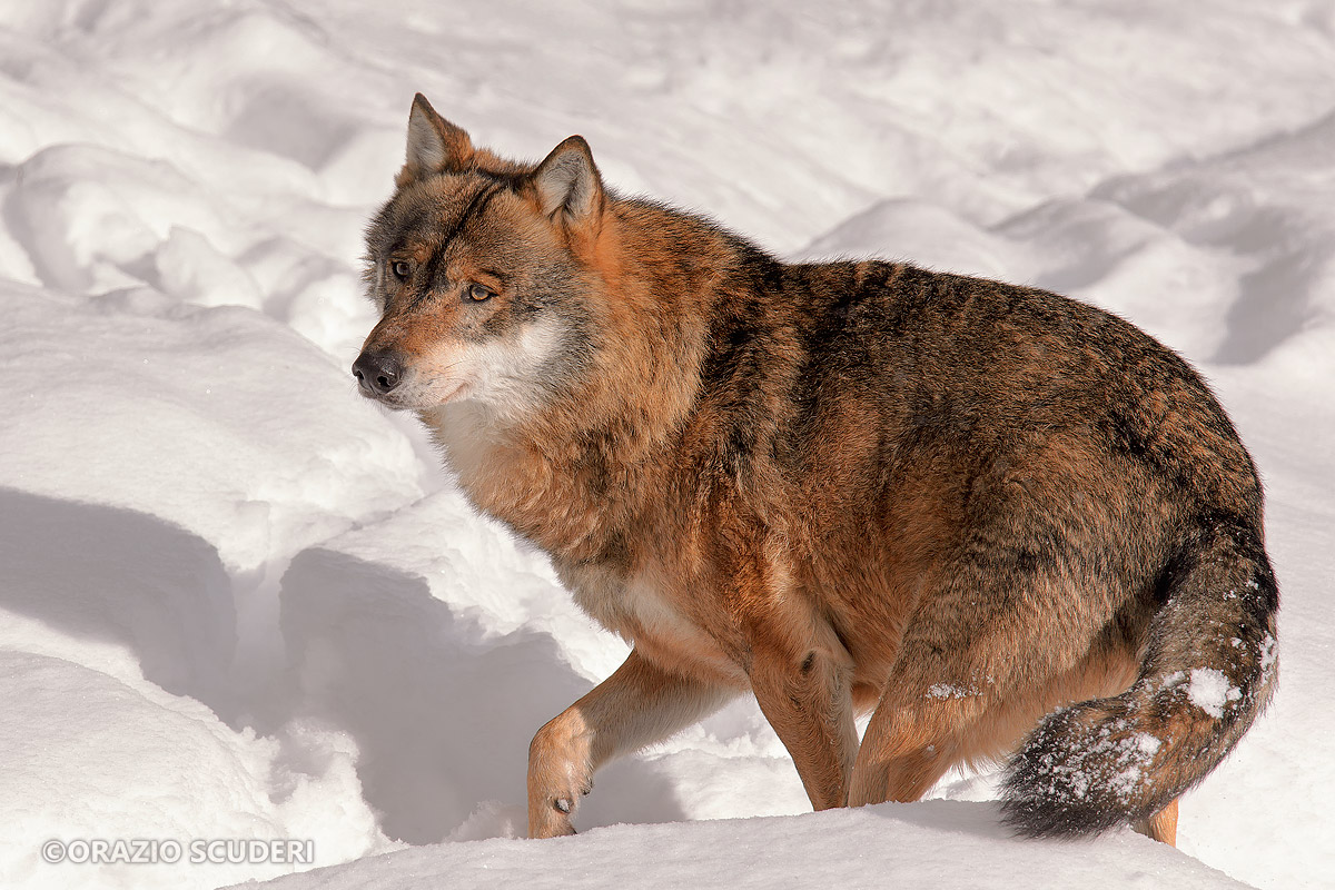 Canis lupus (Bayerischer Wald)...