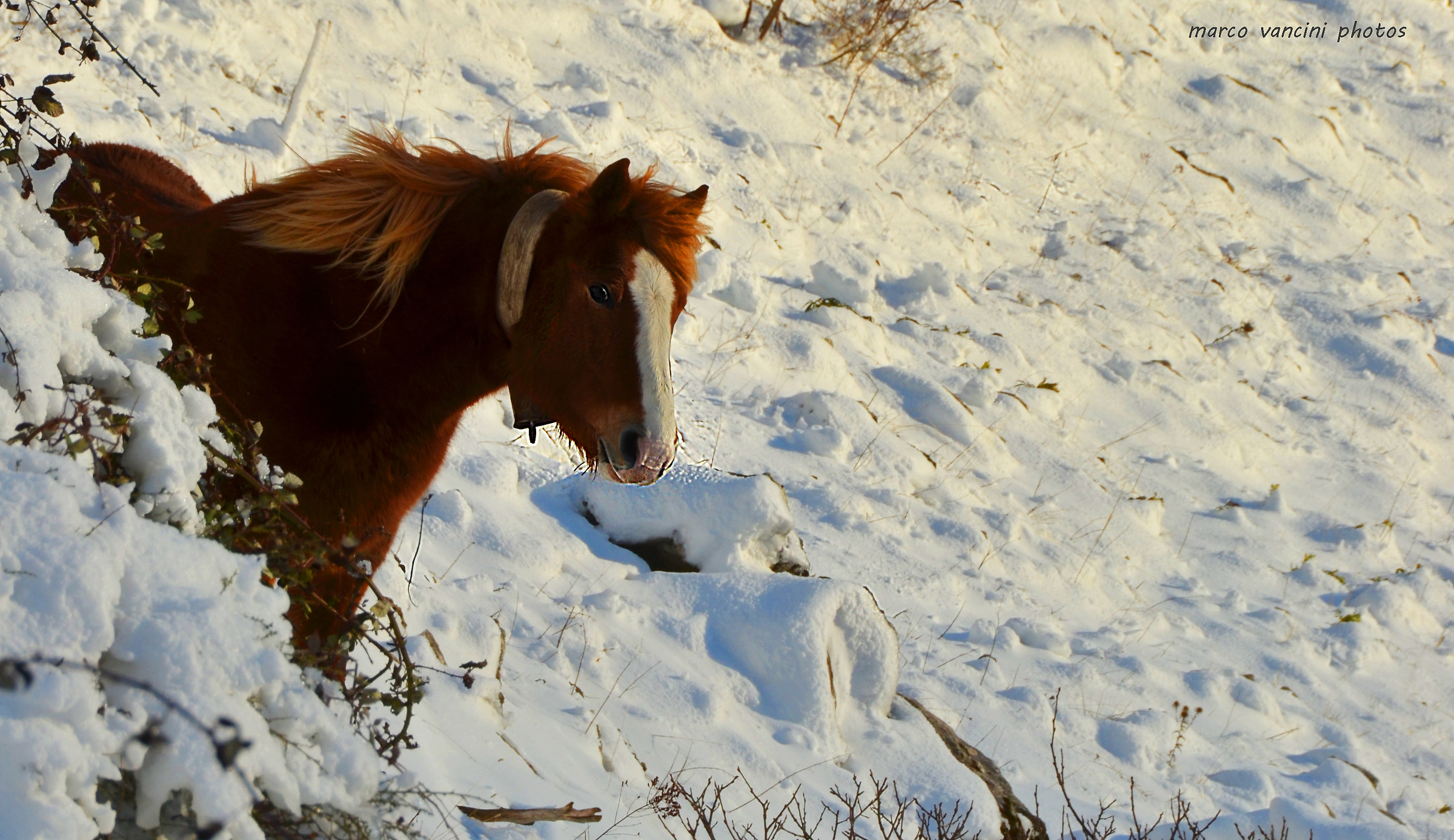 Cavallo nella neve...