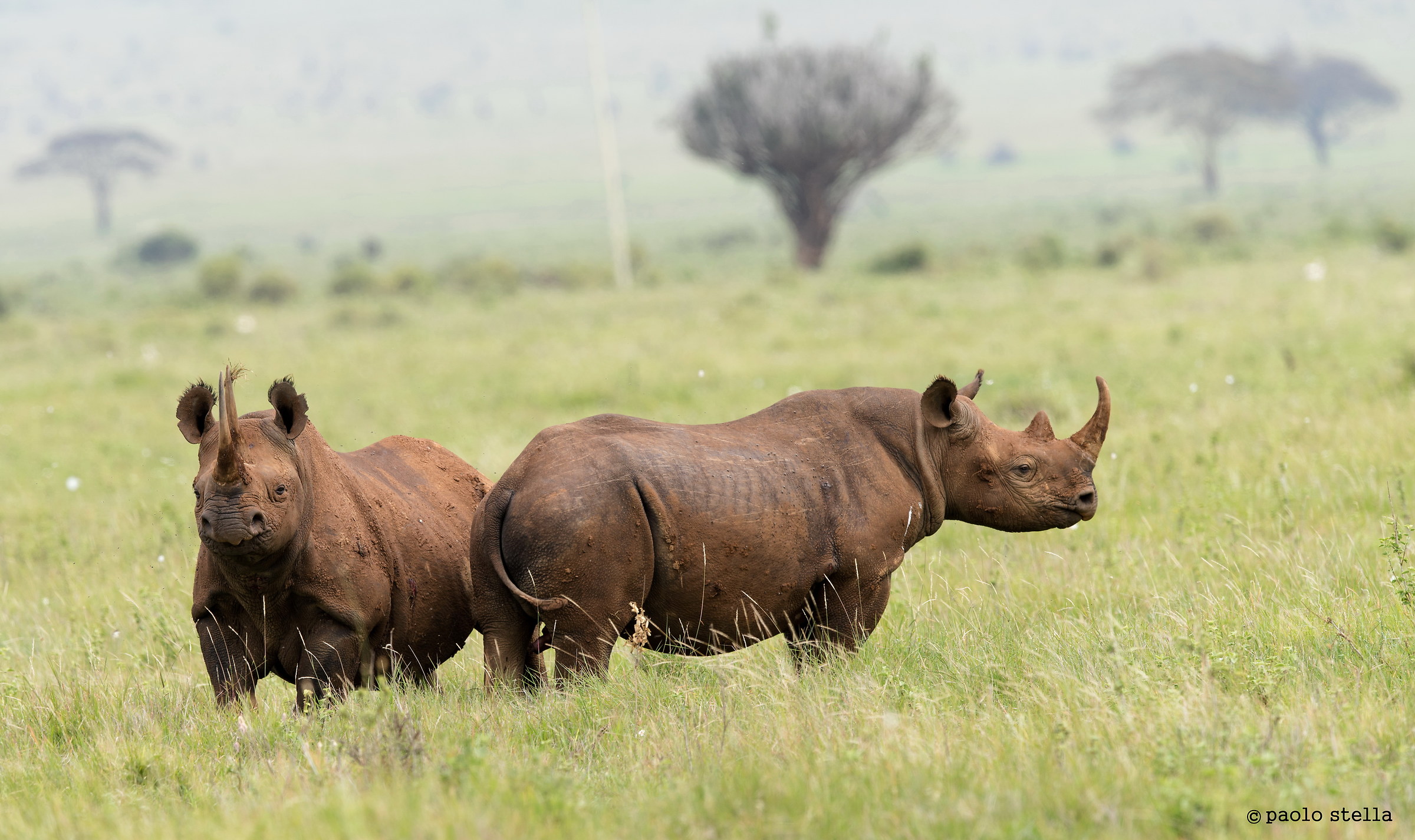 Big ones - Black Rhinos...