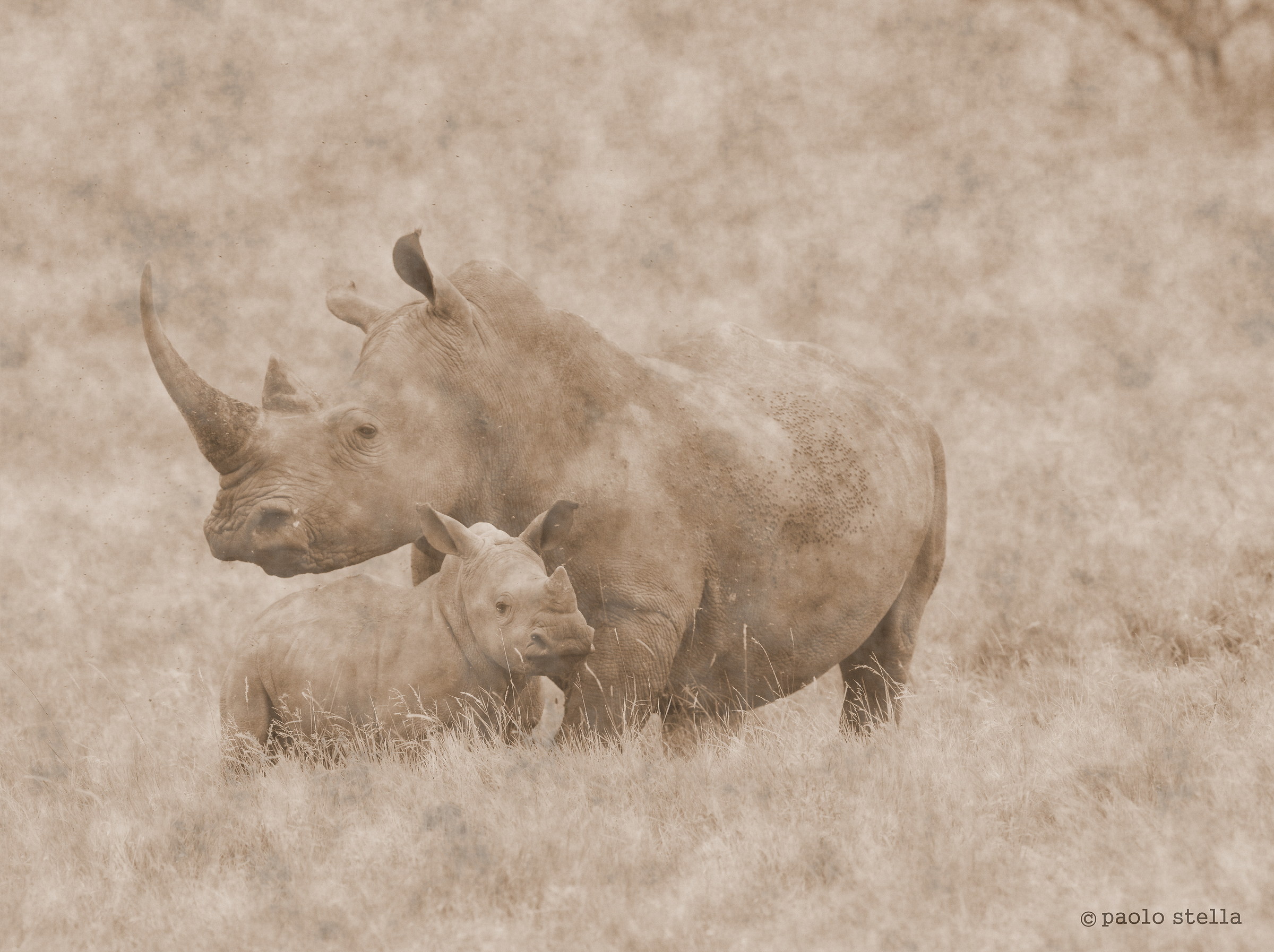 mom & cub white rhinos...