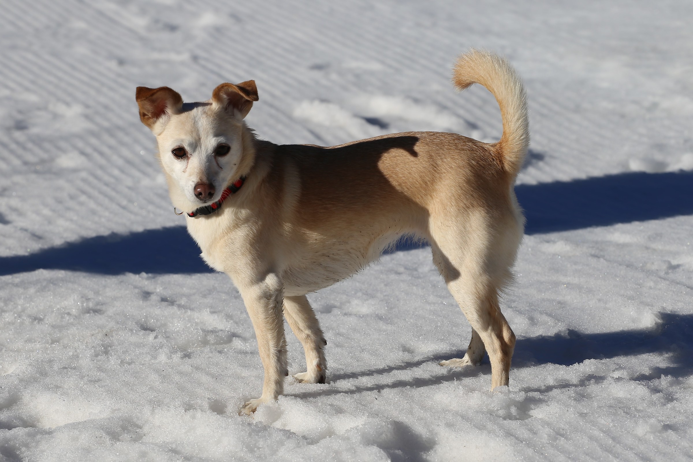Child in the (little) fresh snow Brusson...