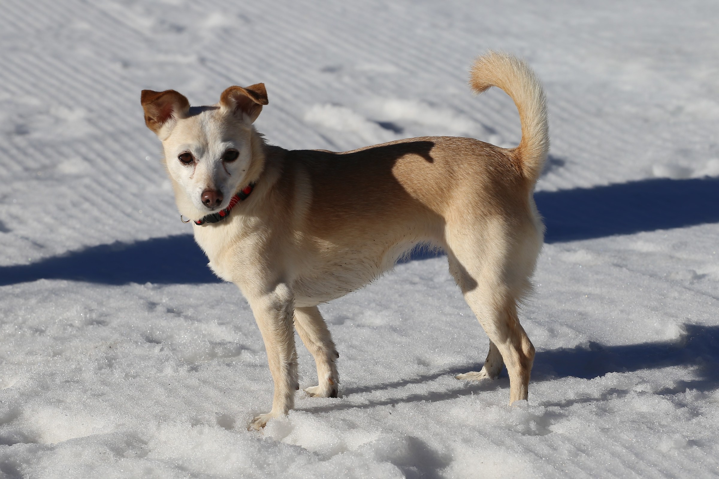 Bimba nella (poca) neve fresca a Brusson...