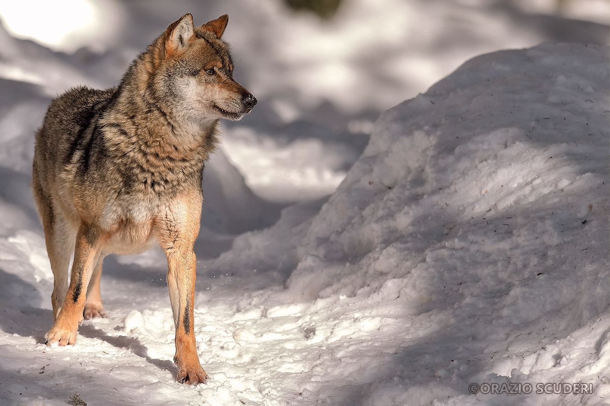 Canis lupus (Bayerischer Wald)...