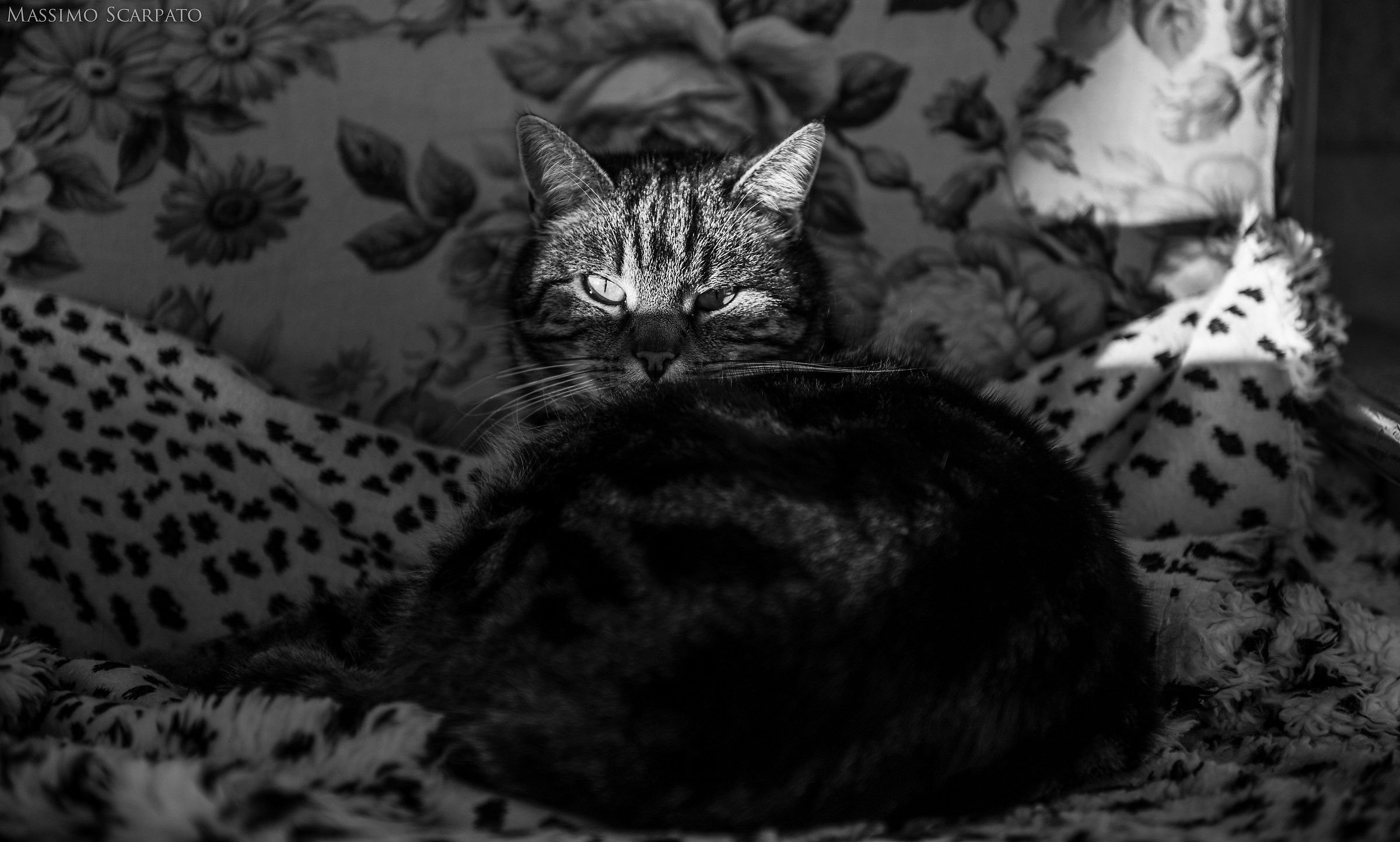 Micia...