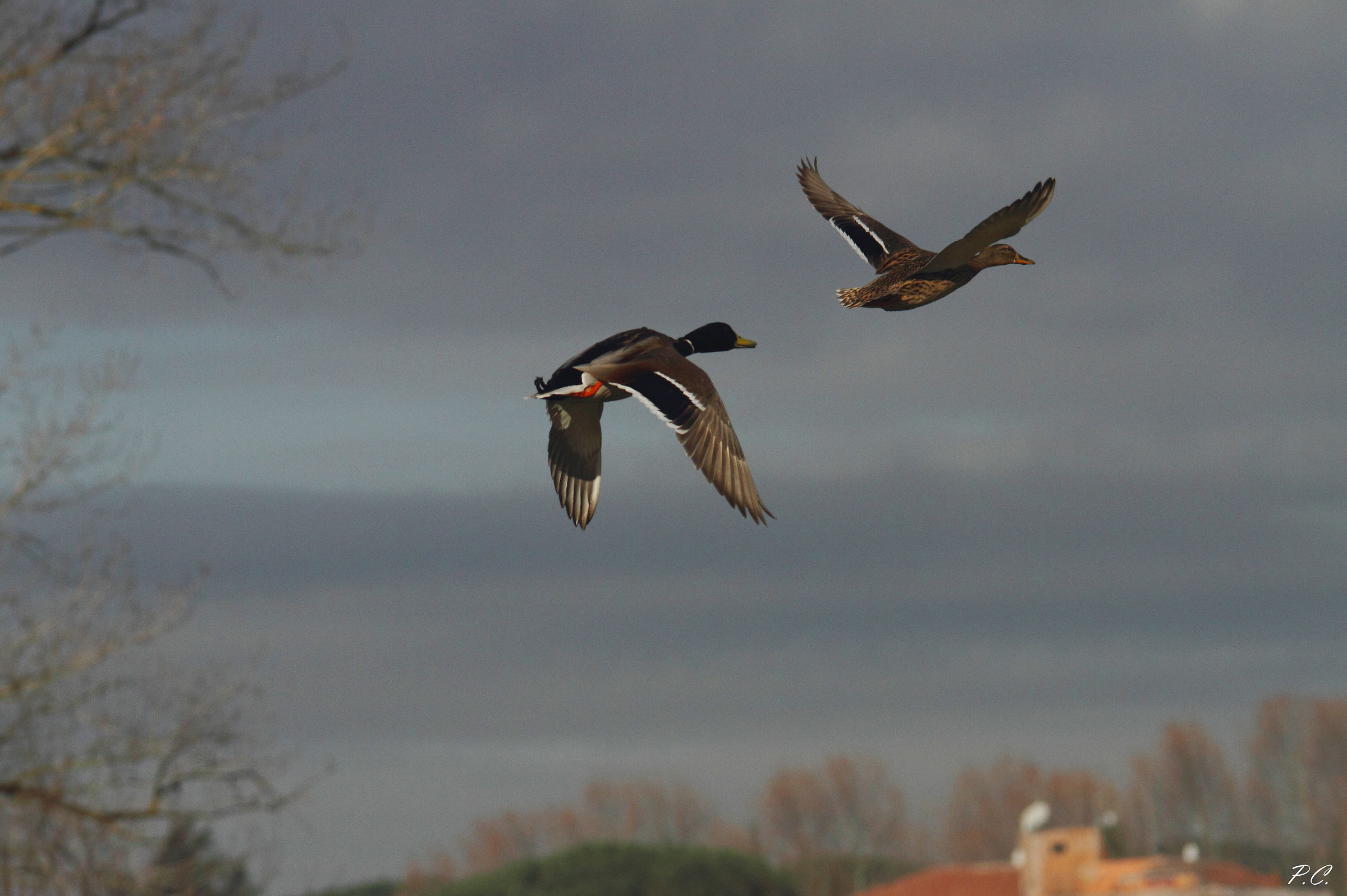 couple on the run...