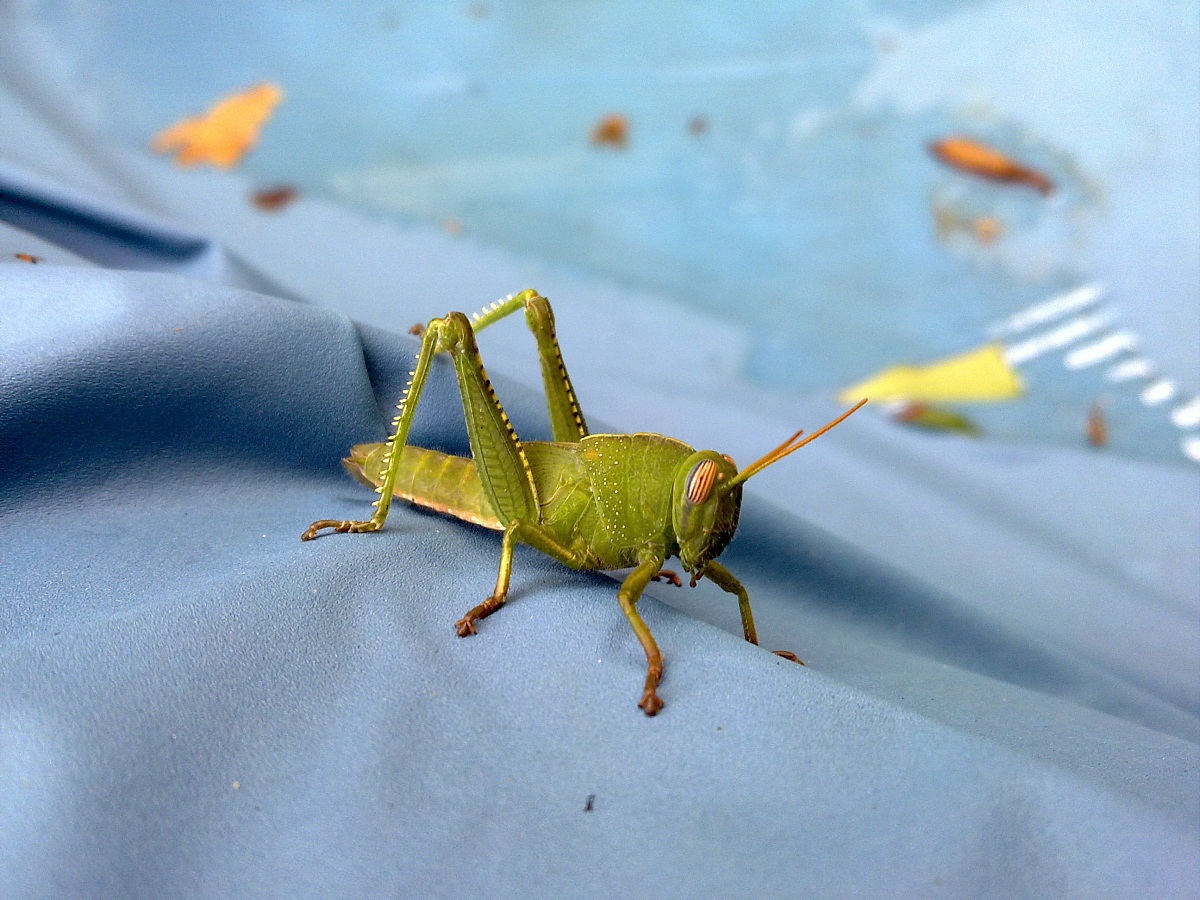 grasshopper 1 with nokia 97 mini...