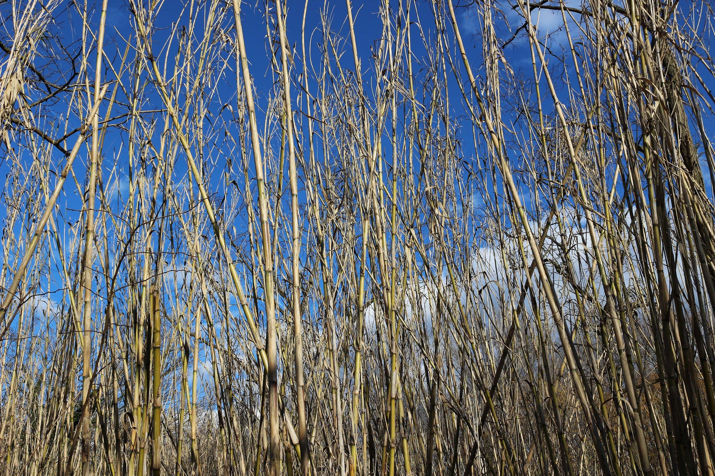 cane thicket...