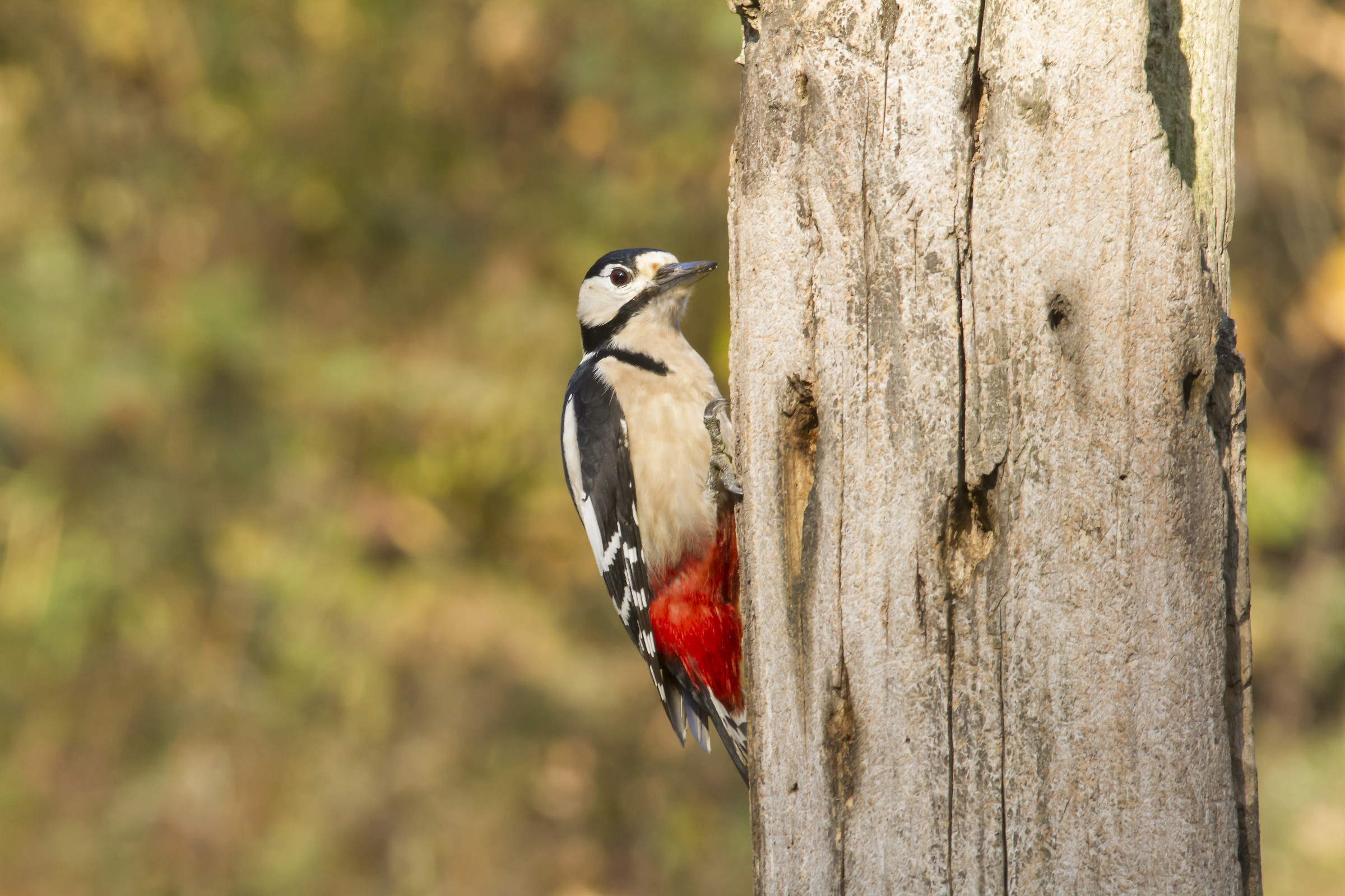 Great Spotted Woodpecker in Tricerro...