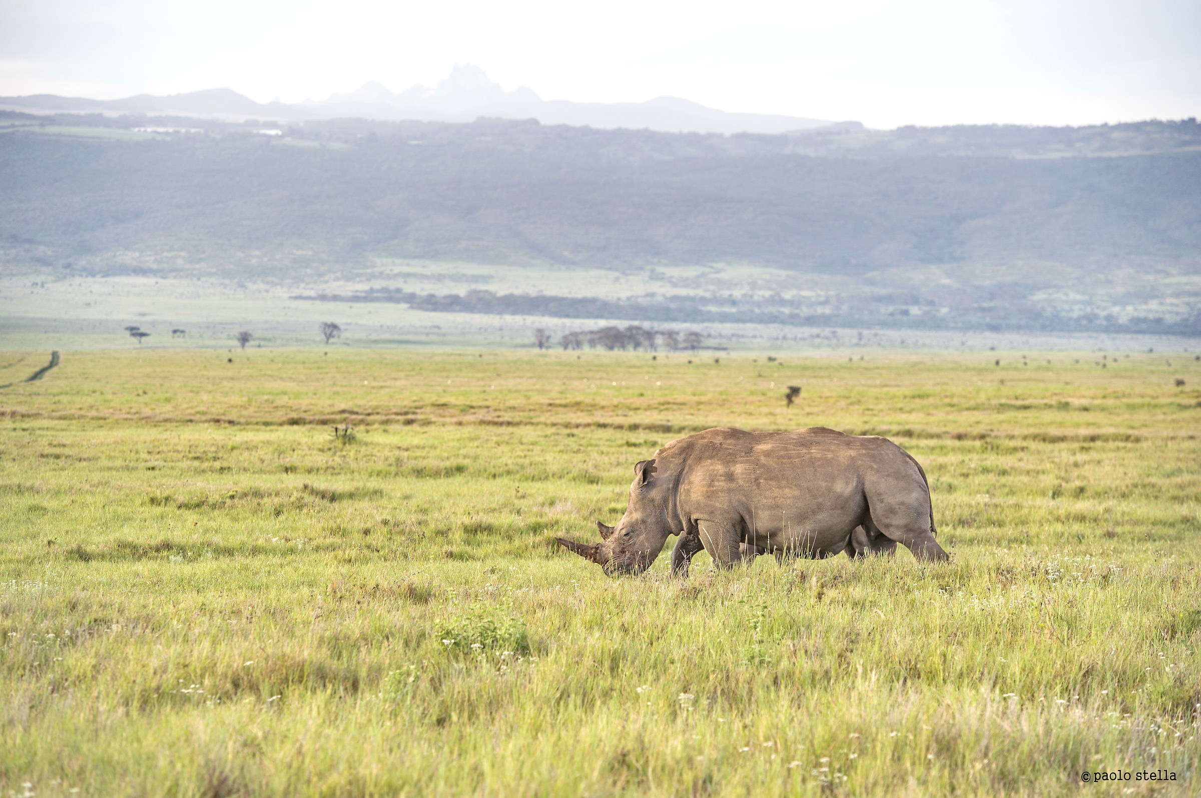 White Rhino & Mount Kenya...