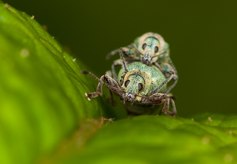 Nettle Weevils 07/06/10 #1...