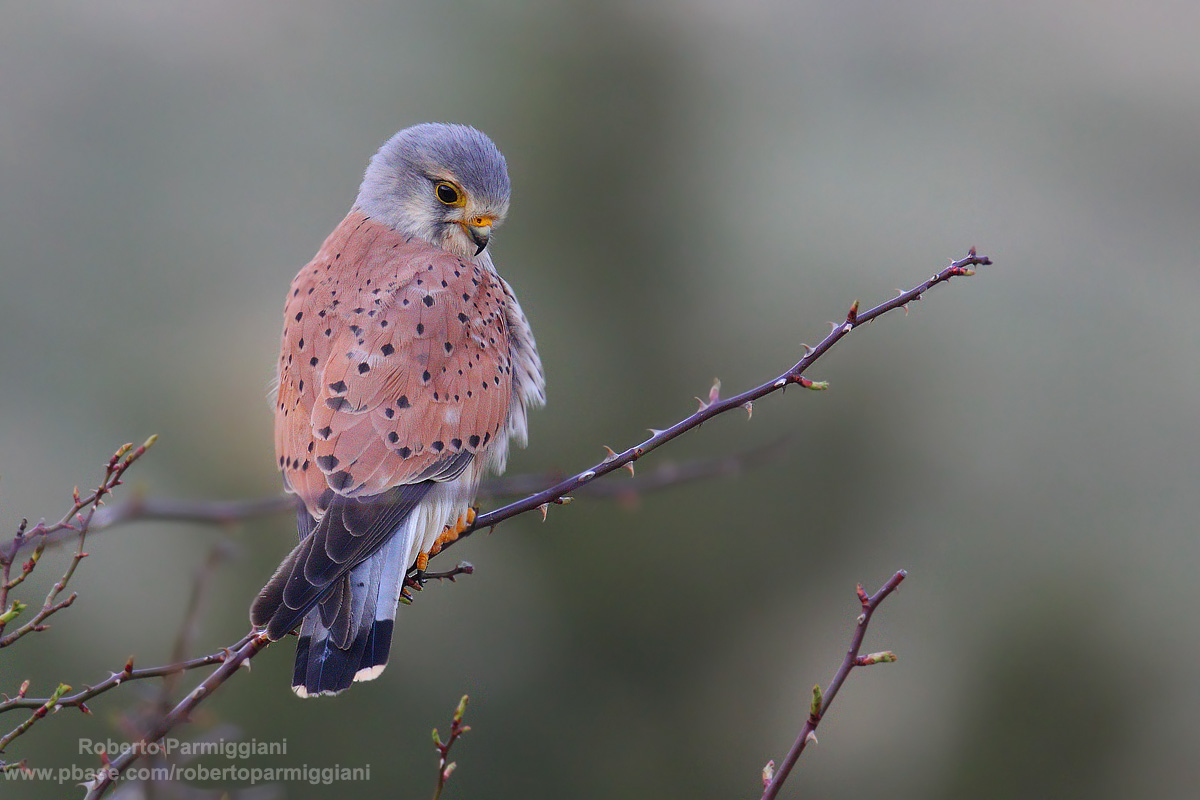 The elegance of the kestrel...