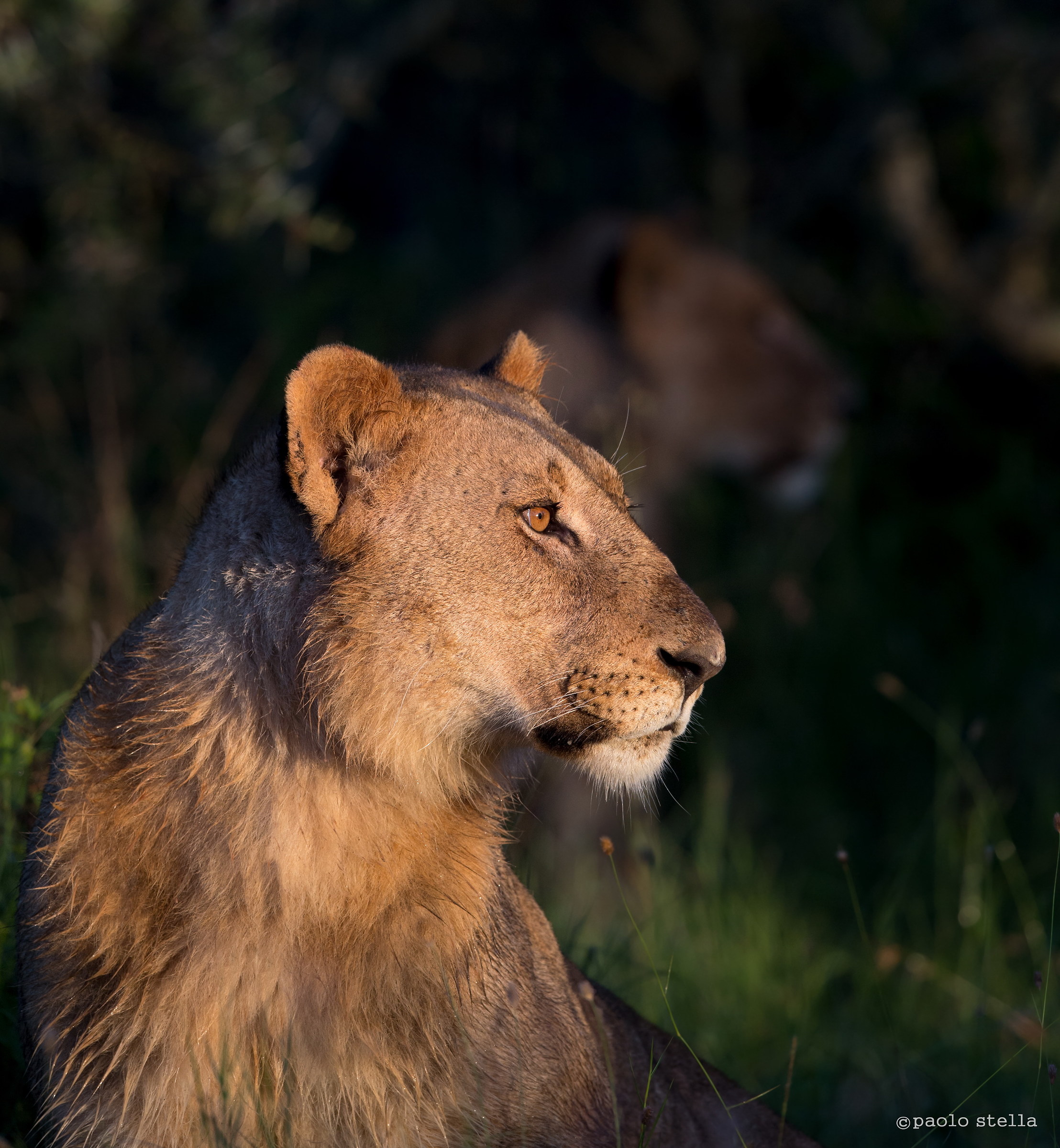 lion portrait...