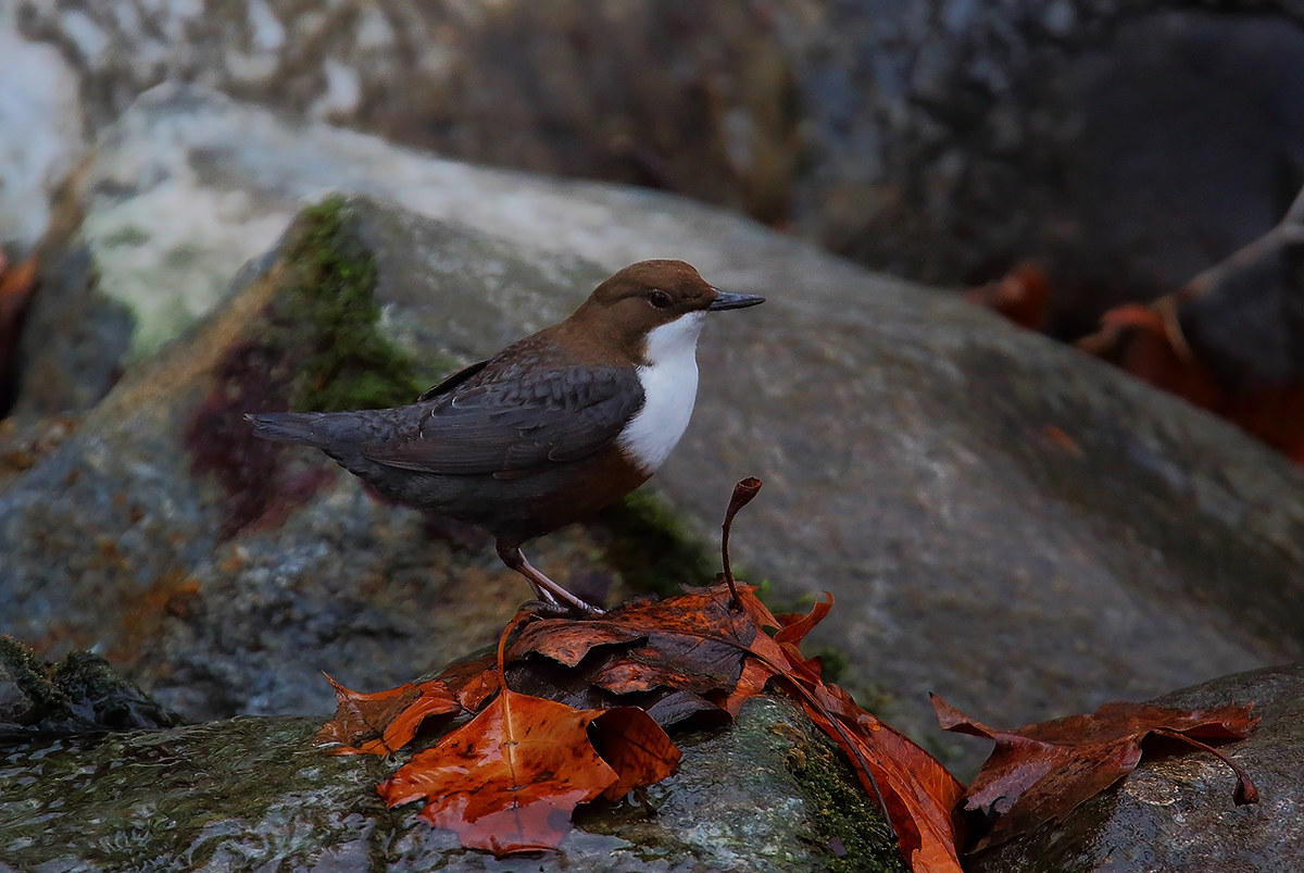dipper...