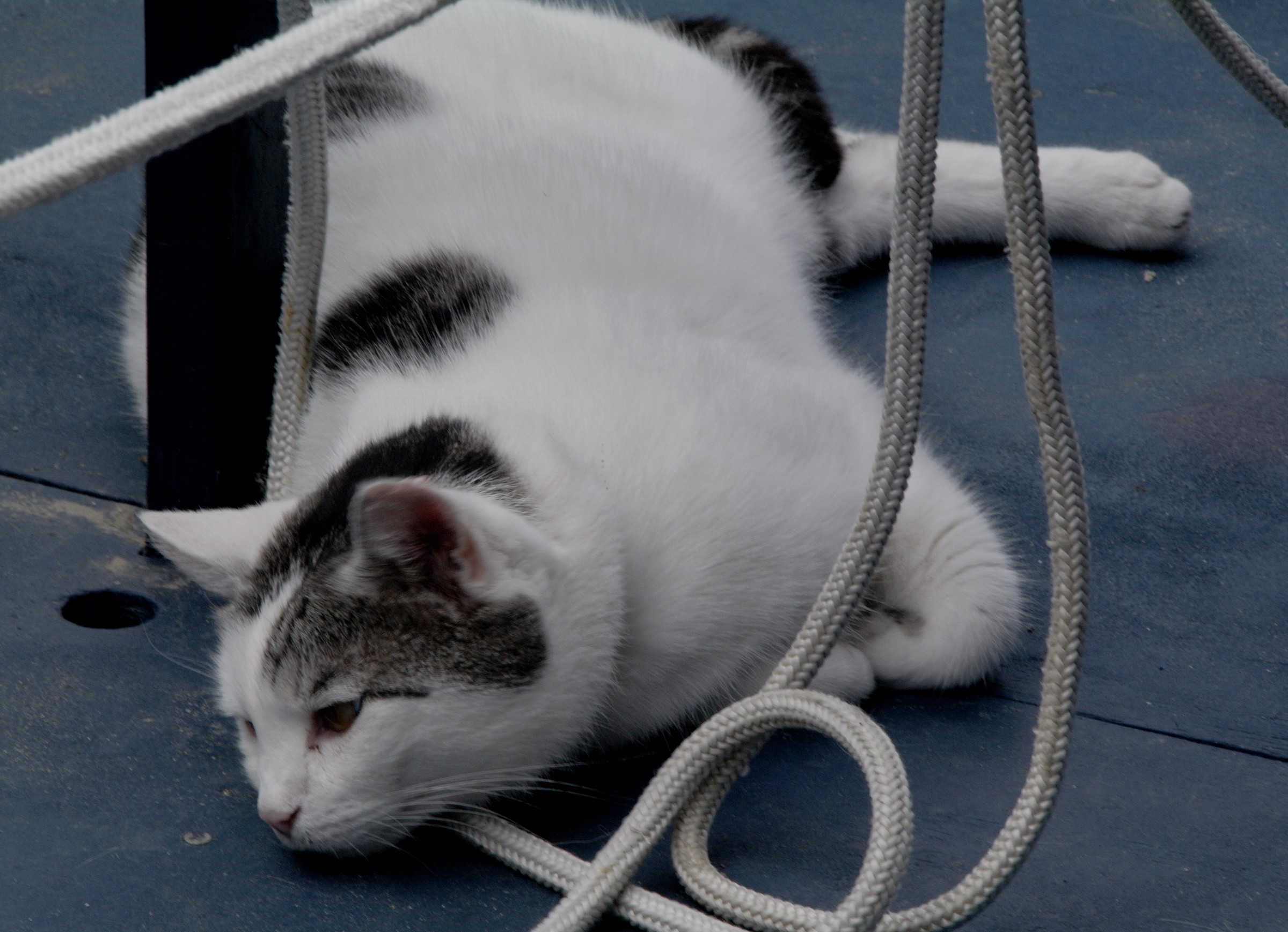 Gatto marinaio (1)...