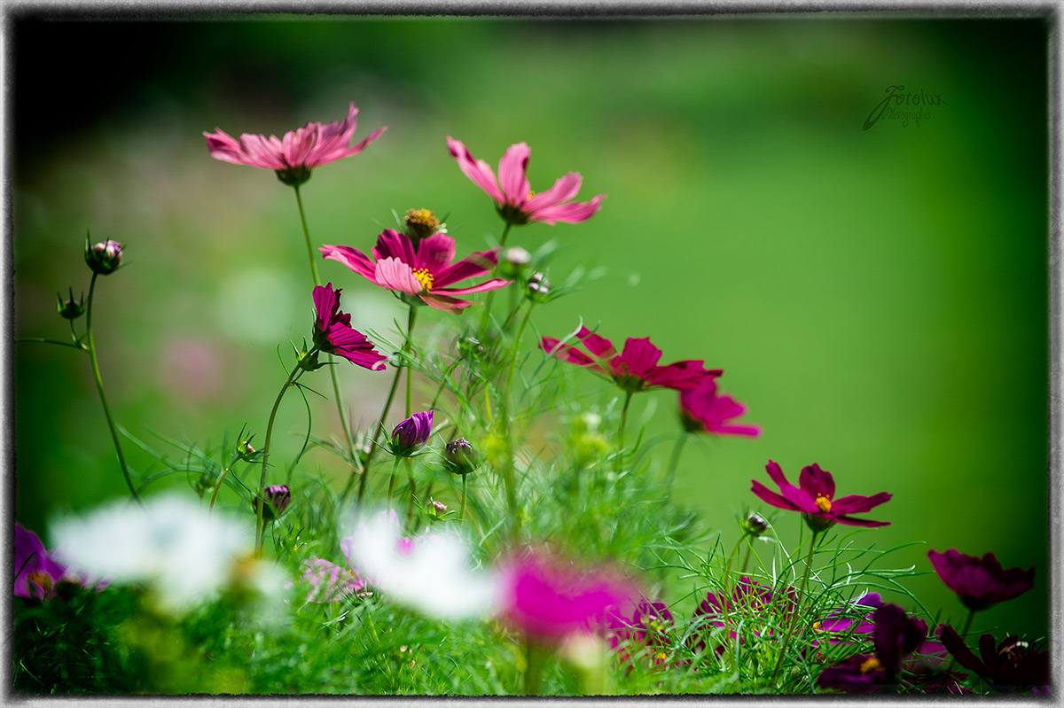 focus and blurry (Cosmos)...