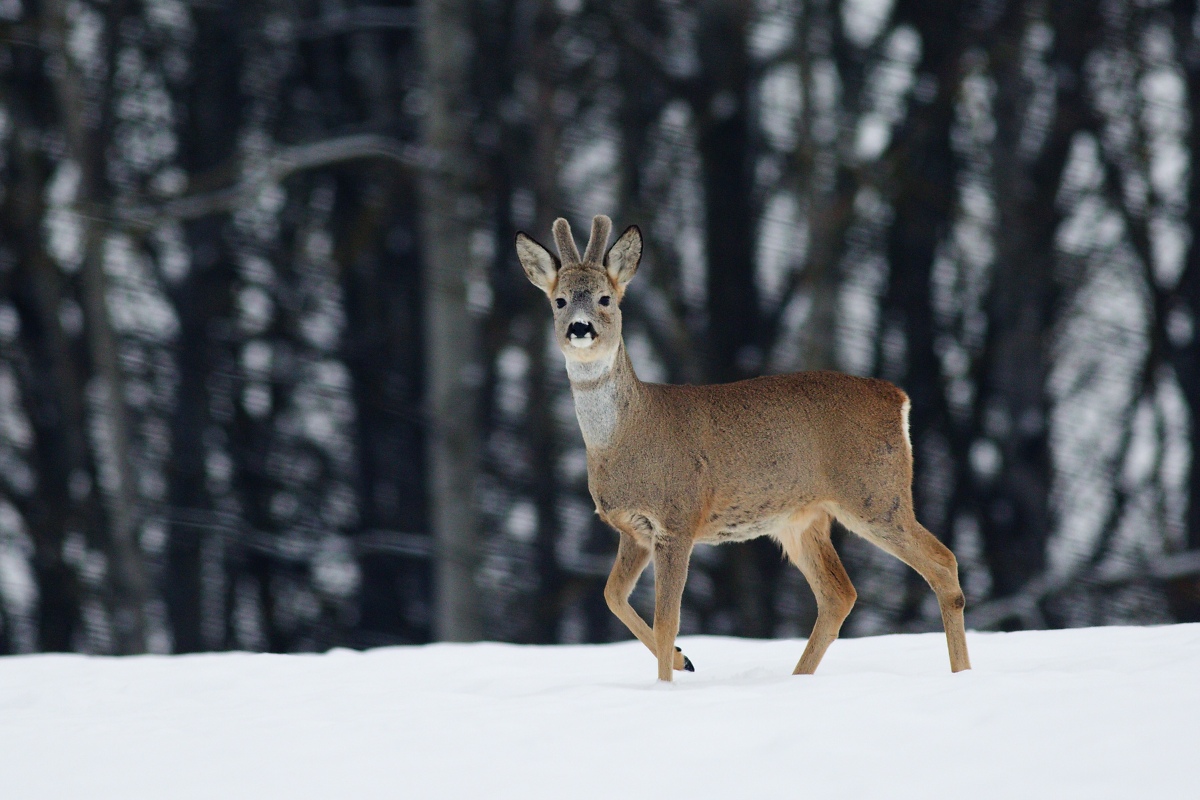 Roe deer on snow...