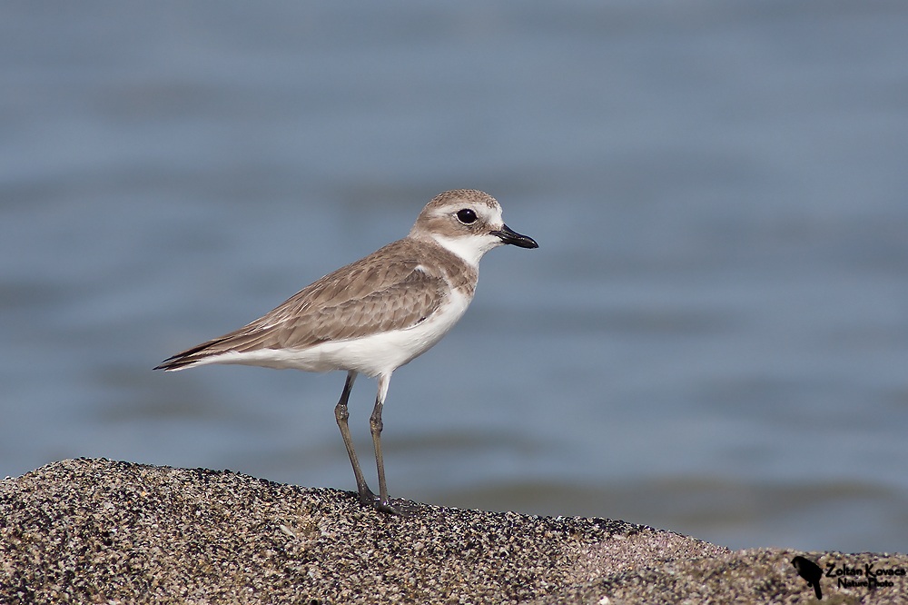 Greater Sand Plover (Charadrius leschenaultii)...