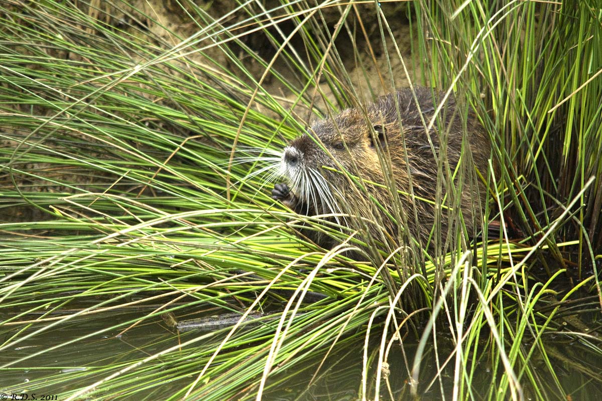 The Meal of Nutria...