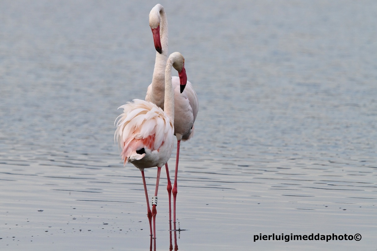 Pink Flamingos...
