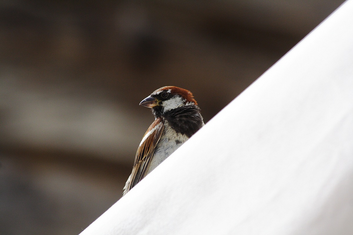 sparrow 2...