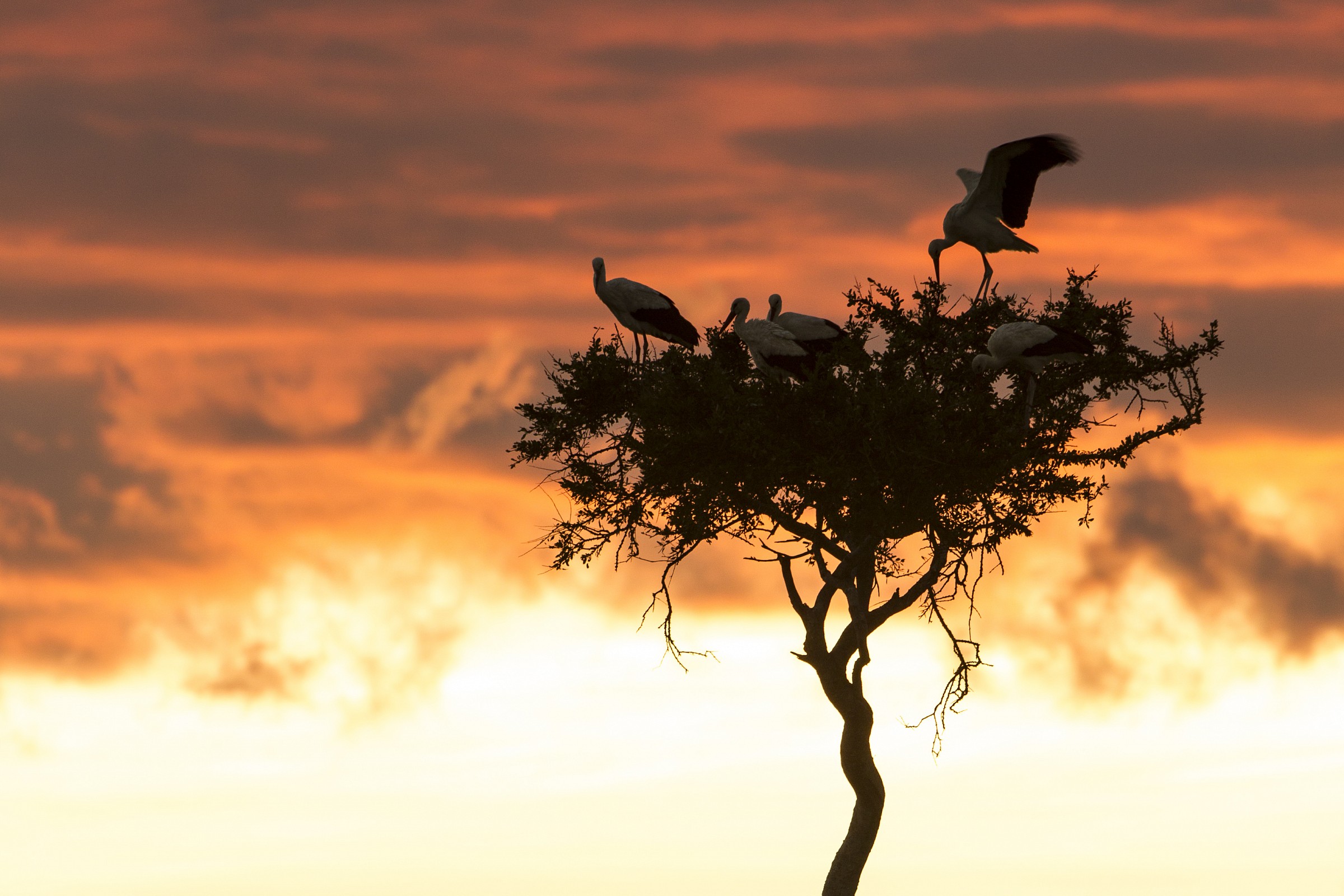 Storks at Mara...