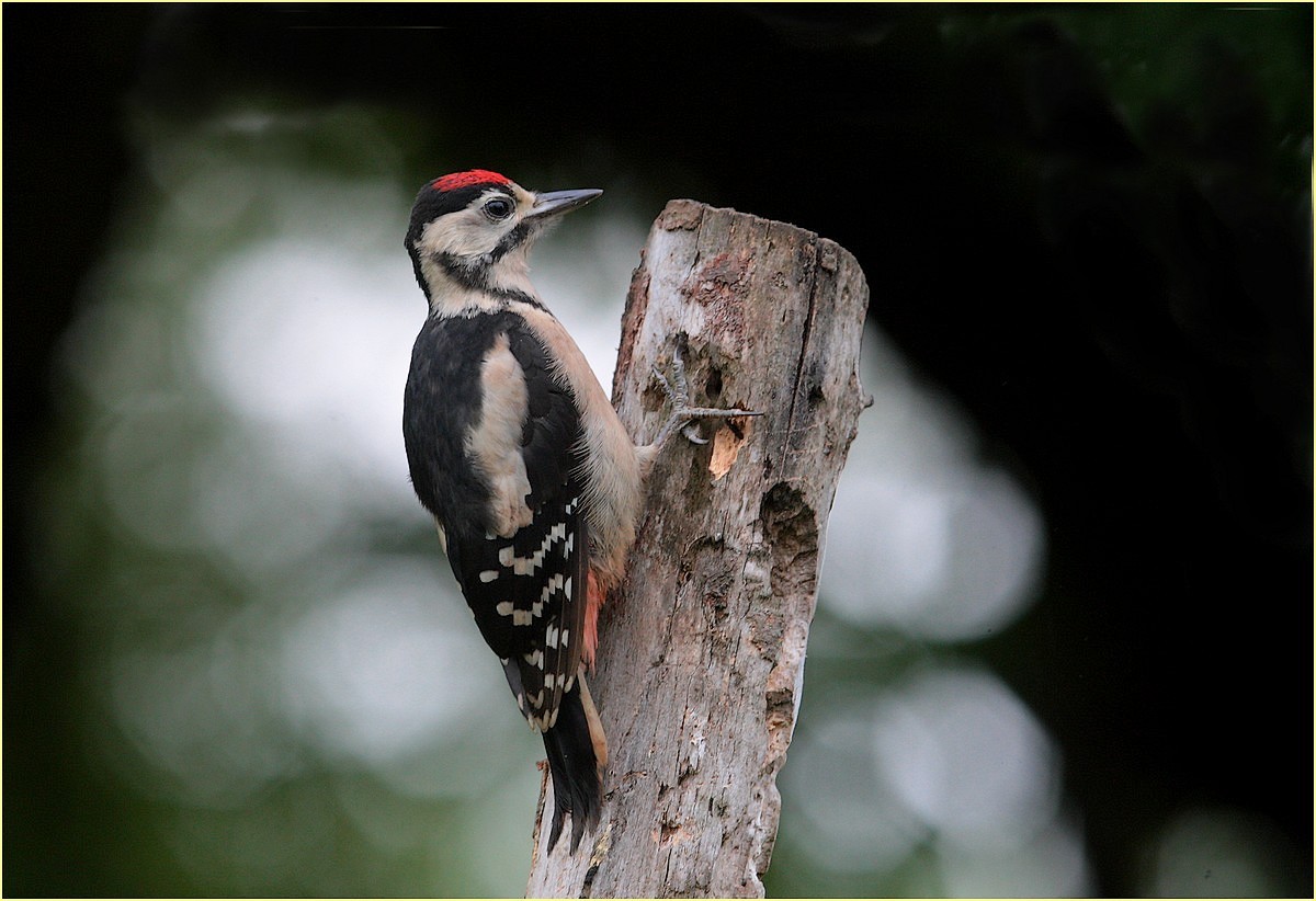 woodpecker, the pullo,,...
