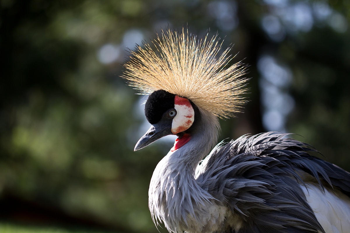 Crowned Crane (Balearica regulorum)...