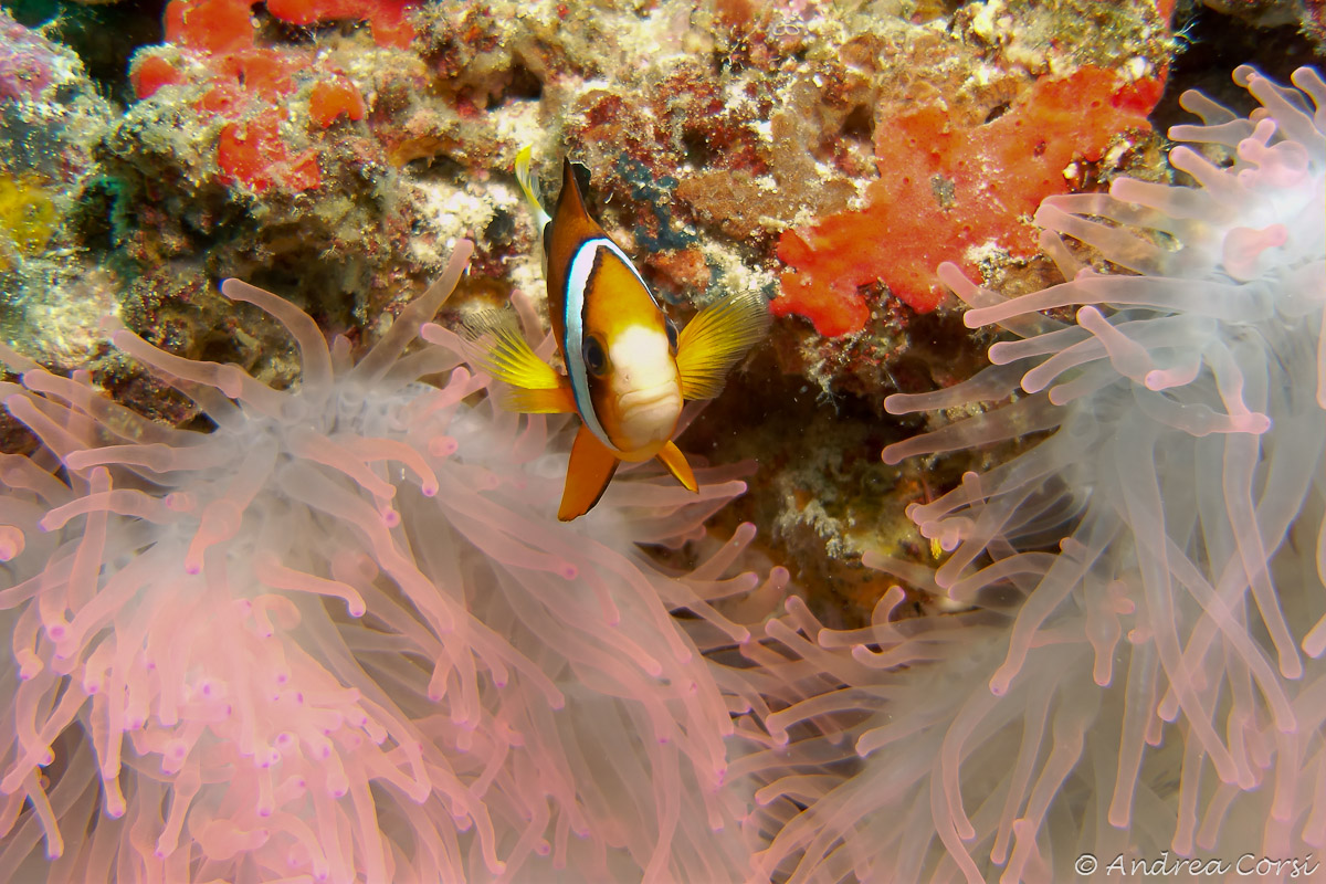Clown with pink anemone...
