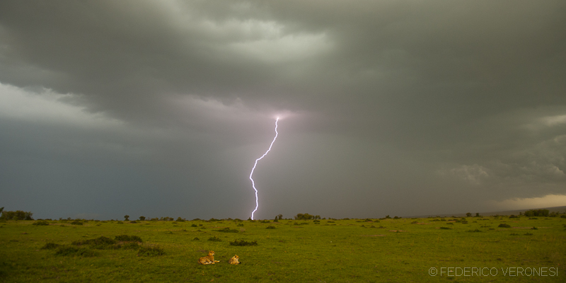 Cheetahs and lightning...