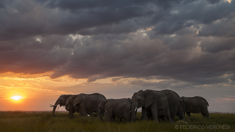 Elephants at sunset...