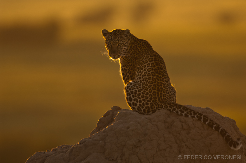 Leopard on termite mound...