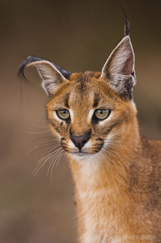 Portrait of young Caracal...