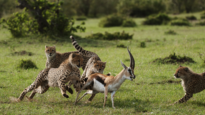 Cheetahs hunt for young...