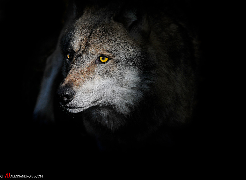 Wolf in the dark...
