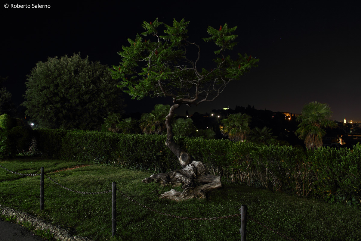 A giant bonsai...