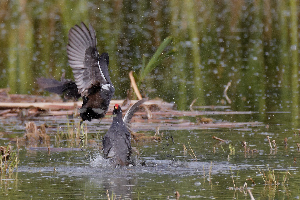 Gallinelle...