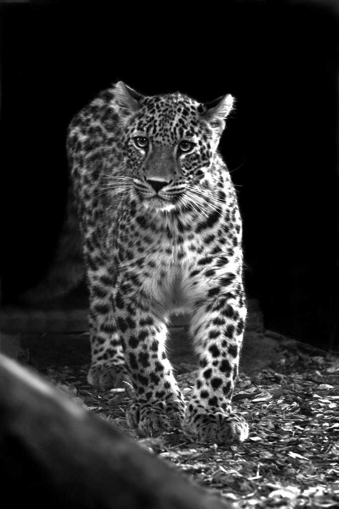 Leopardo siriano...