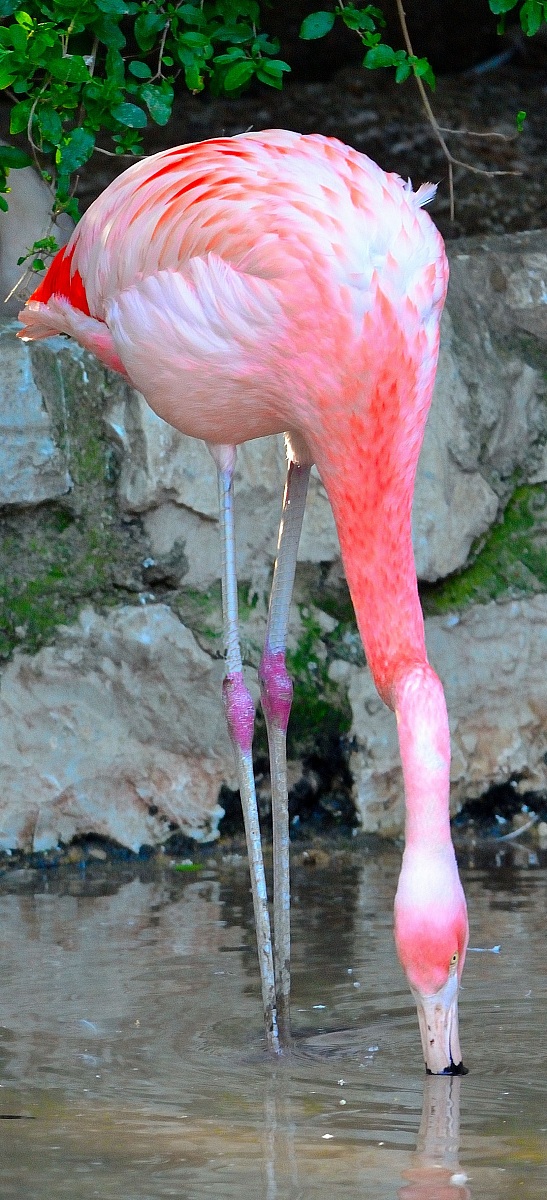 flamingo 1...