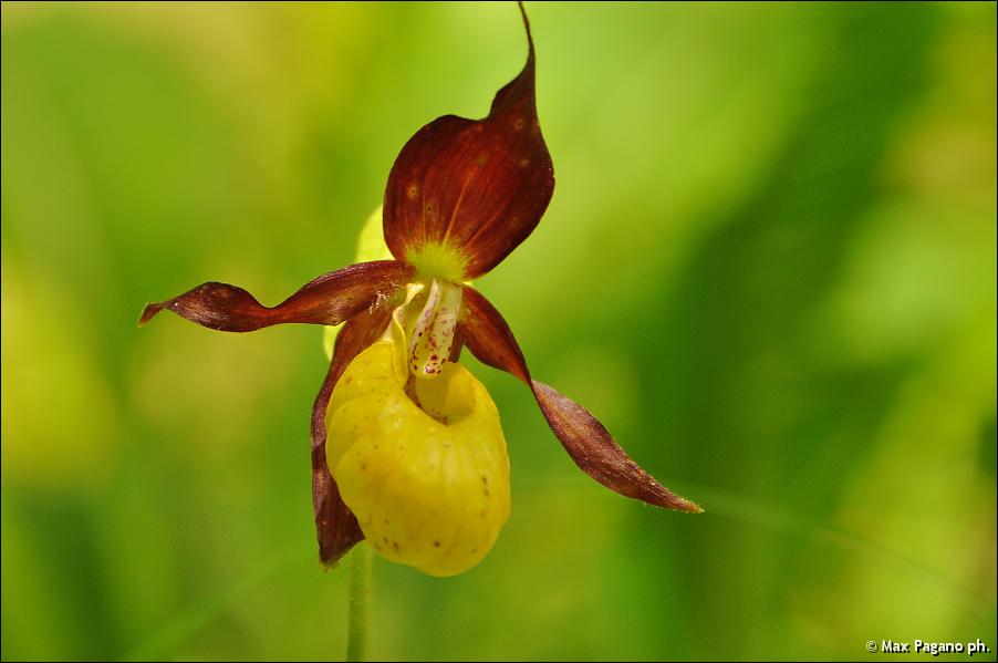 Scarpetta di Venere, Orchidea.......