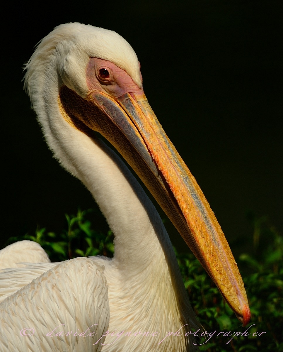 pelican (pelecanus onocrotalus)...