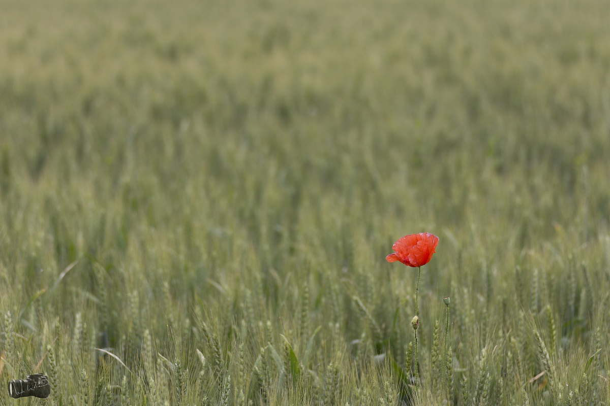 Poppies and corn...