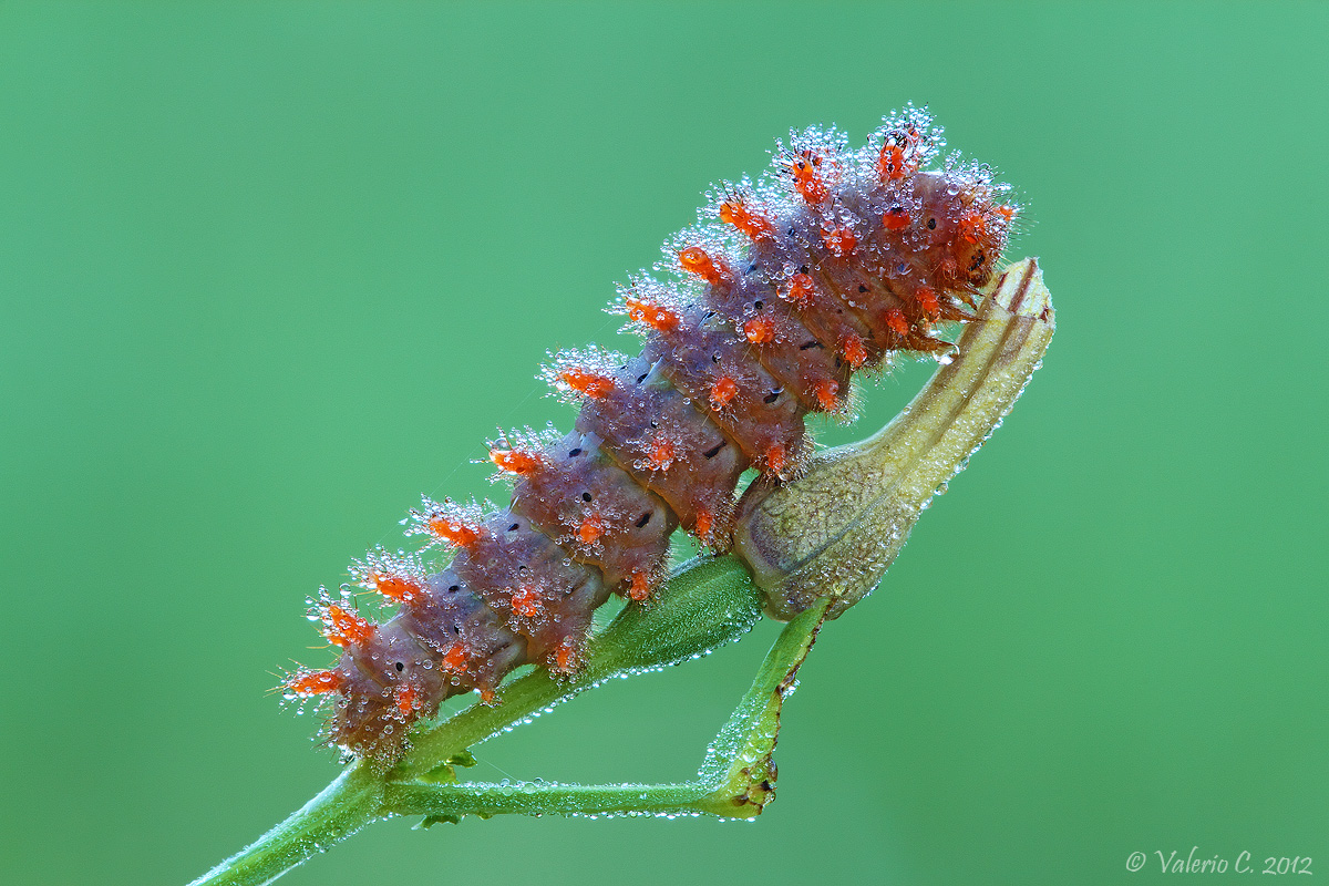 Caterpillar Zerynthia cassandra...