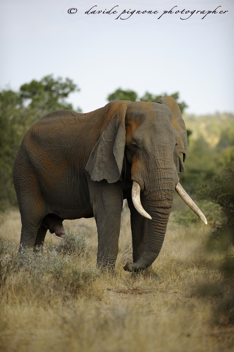 African elephant...