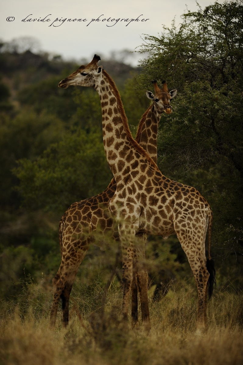 Giraffes...