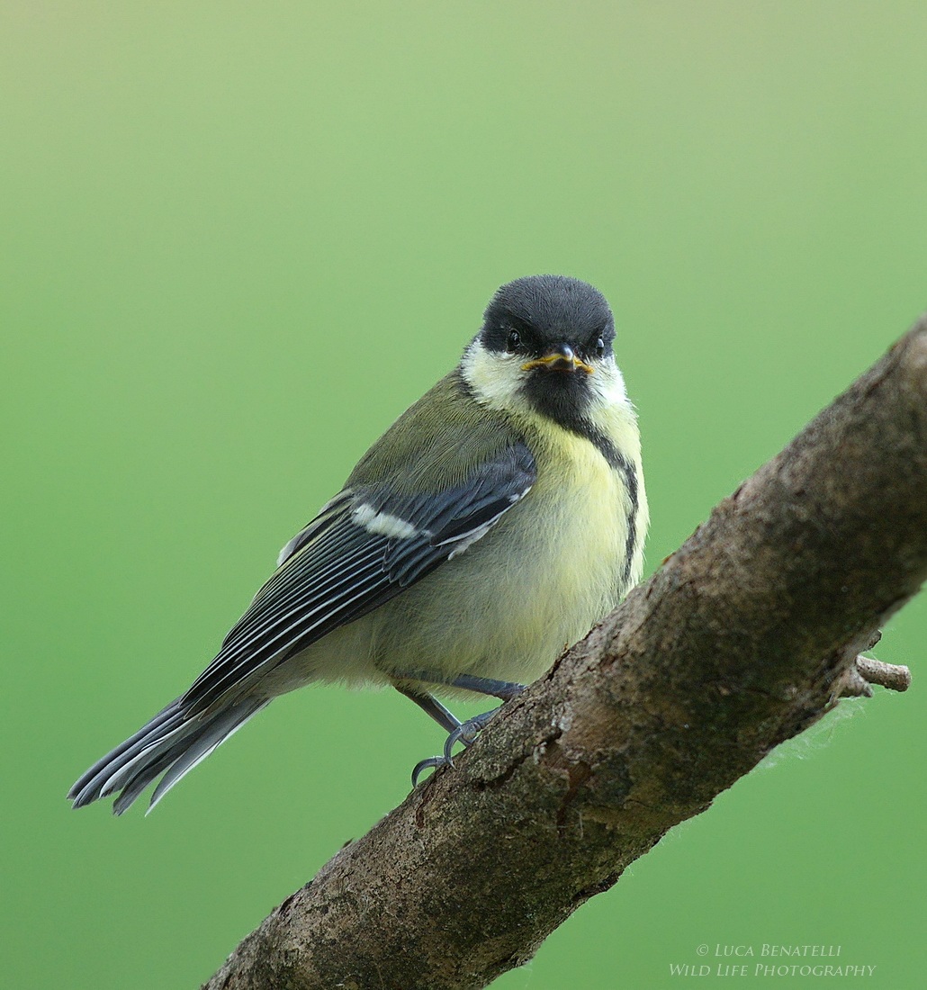 Young Great Tit...