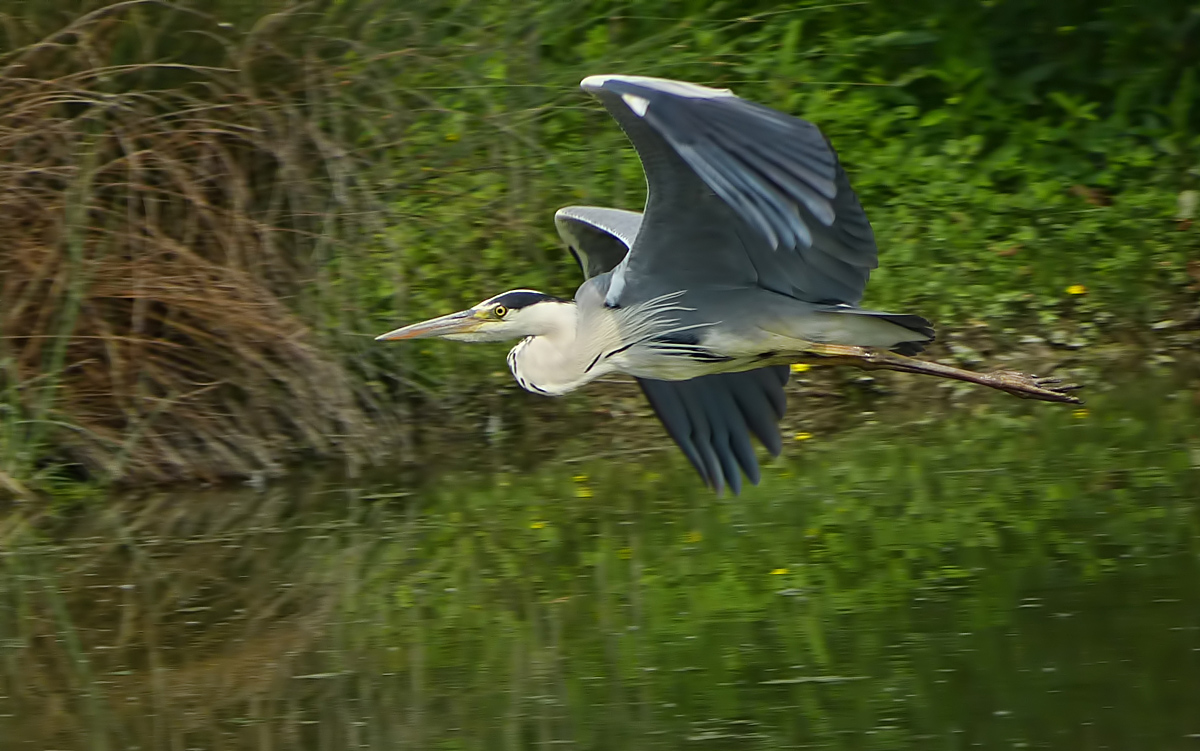 Heron in flight ......