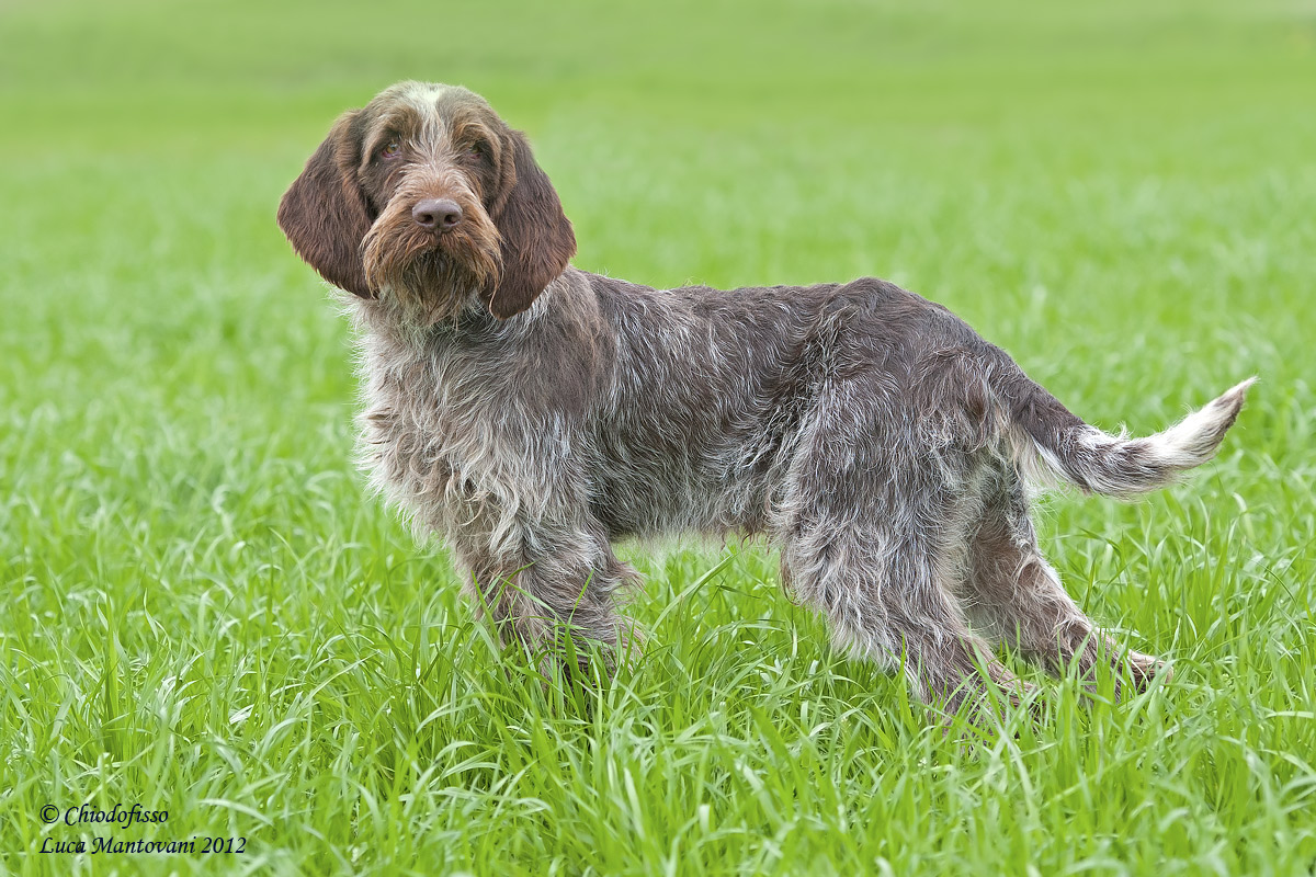 Spinone roan with long tail...