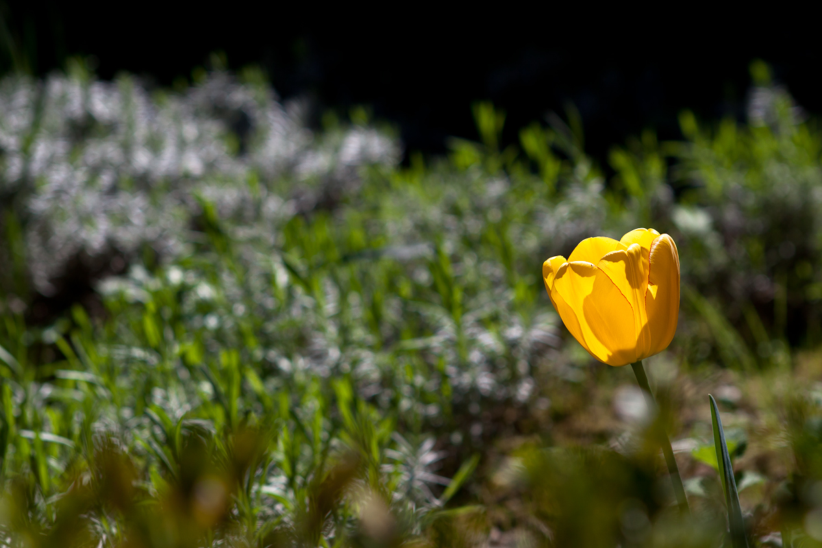 The yellow tulip...